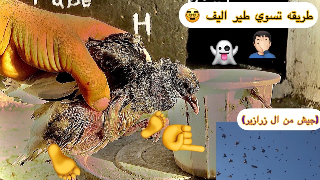 طريقه  تسوي  طير اليف 😉