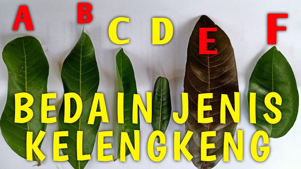 🔴 CARA MEMBEDAKAN JENIS KELENGKENG DARI BENTUK DAUNNYA
