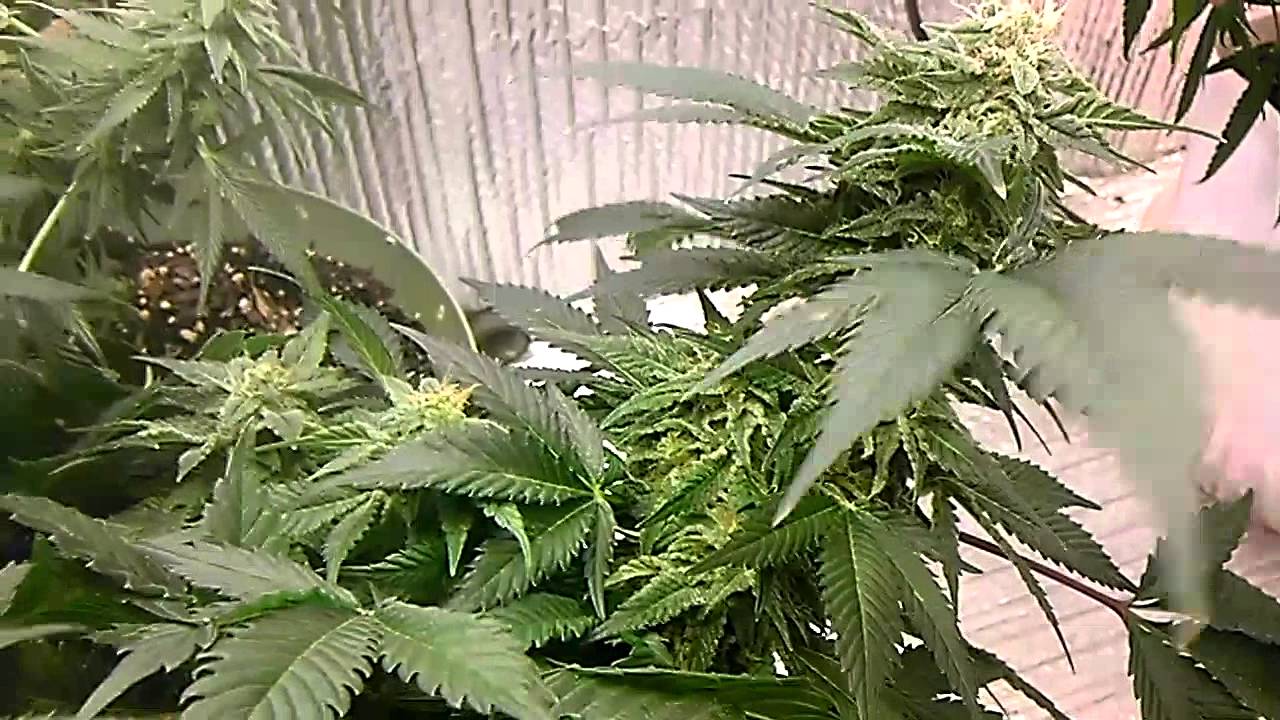 Stealth cfl Medical grow update 230 watts