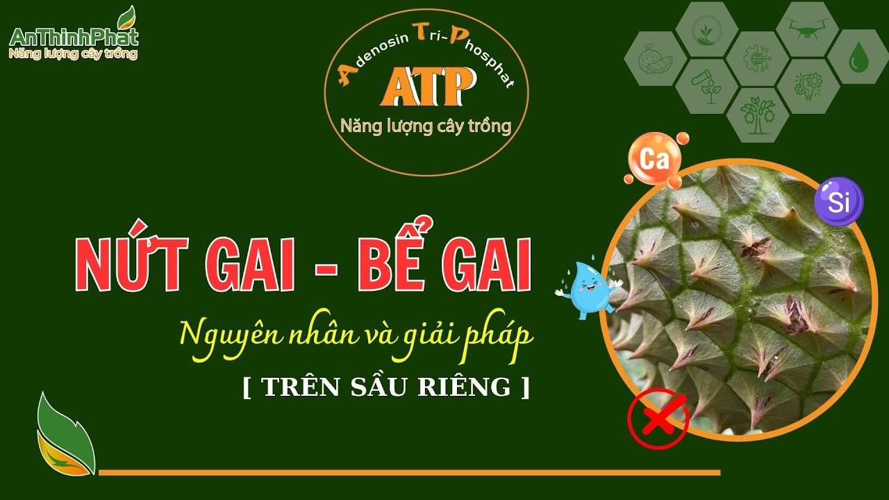 NỨT GAI - BỂ GAI TRÊN SẦU RIÊNG - NGUYÊN NHÂN & GIẢI PHÁP | An Thịnh Phát