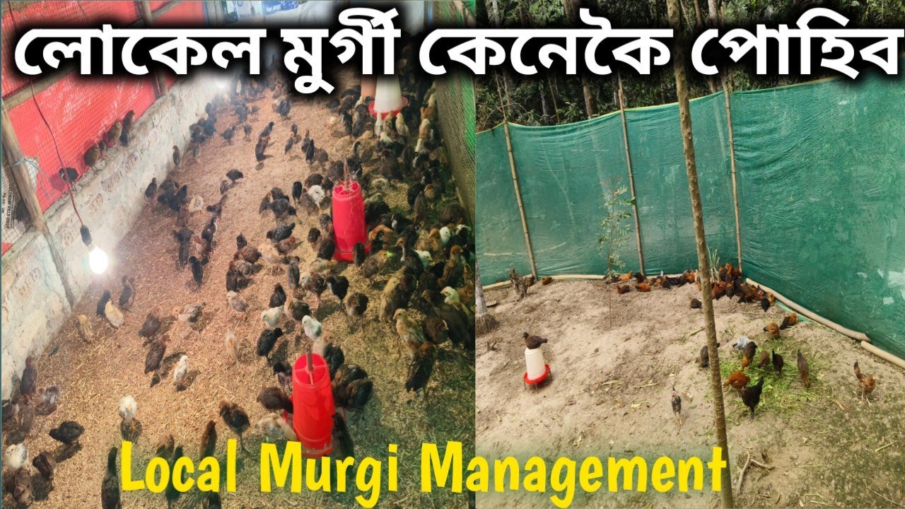 লোকেল মুৰ্গী /local murgi kaneke Puhibo/local murgi management