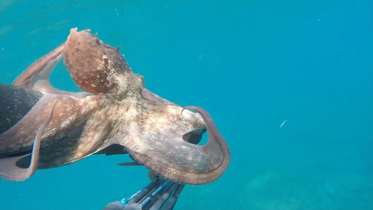 Pesca sub - A caccia di polpi / Spearfishing octopus