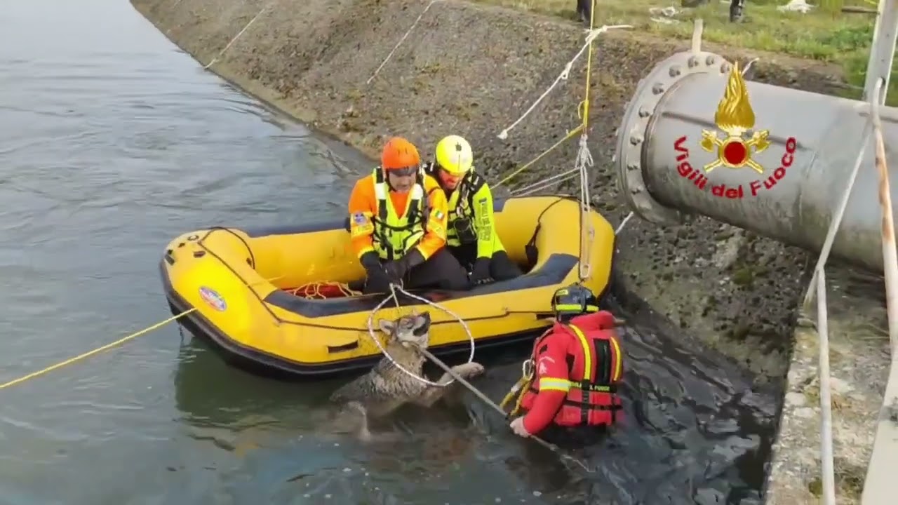 SAN GIOVANNI LUPATOTO (VR) - FINISCE IN UN CANALE, VIGILI DEL FUOCO SALVANO LUPA IN PERICOLO