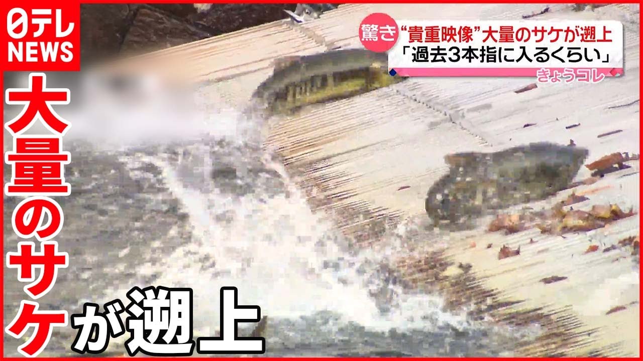 【驚きの声】「過去3本指に入るくらい」大量のサケが遡上  北海道・千歳川
