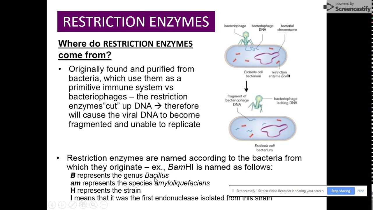 Tools for genetic engineering part 1