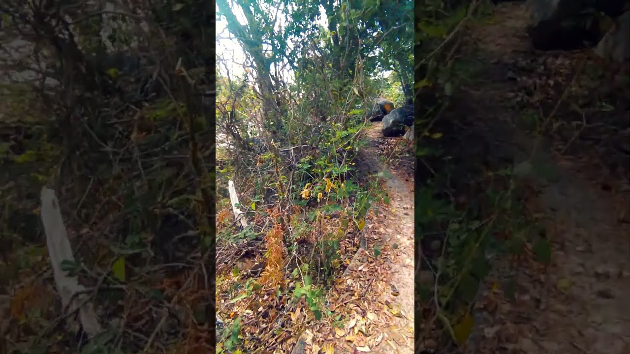 UN SENDERO AL COSTADO DE PLAYA PALMITAS