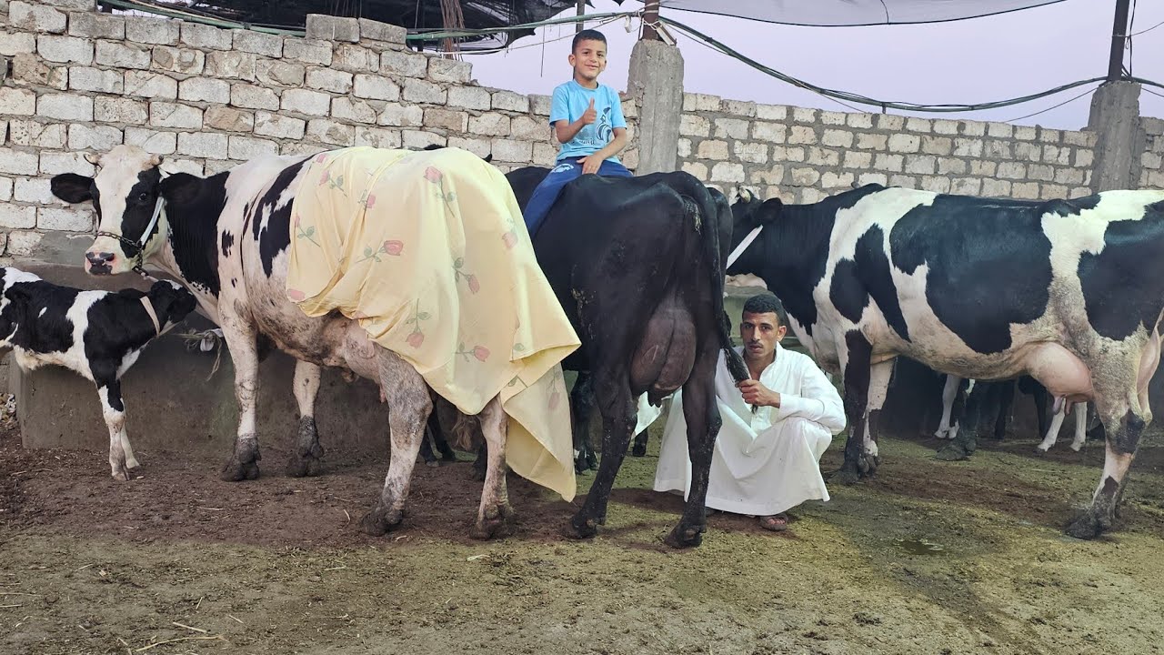 سبحان الخالق سلالات نادره لاول مره عينك هتشوفها من داخل مزرعه المعلم ضياء محمد بقرة بنزينات لبن