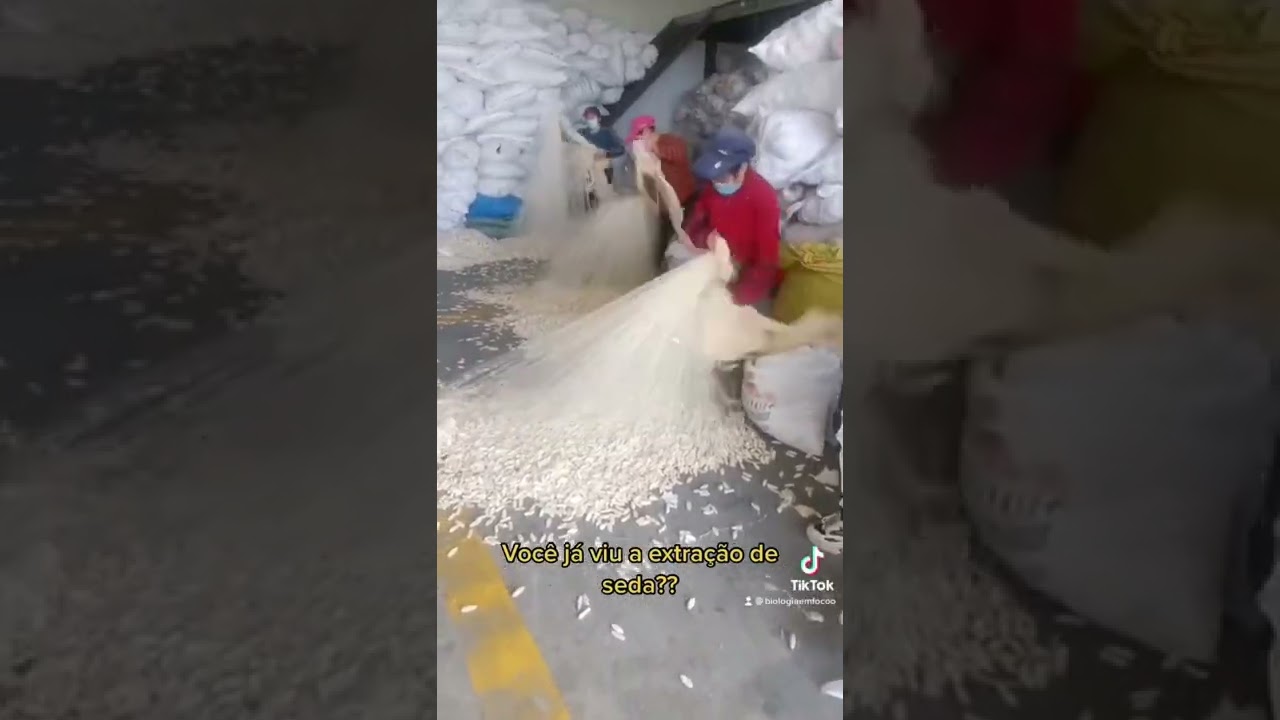 Extração de seda para tecido.