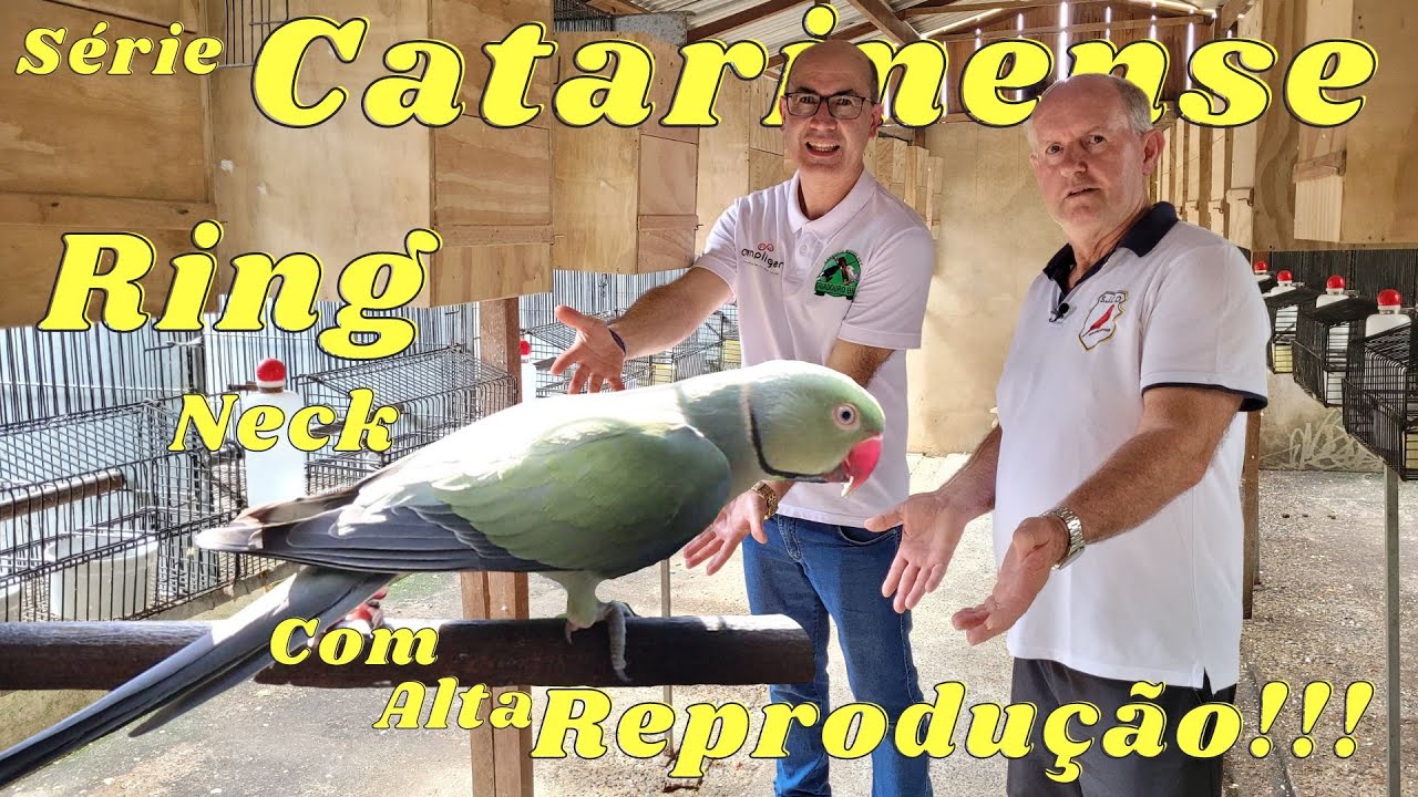 SILVÉRIO MADER  CAMPEÃO CATARINENSE DE RING NECK E O SEGREDO DE ACASALAMENTO DIFERENCIADO!!!