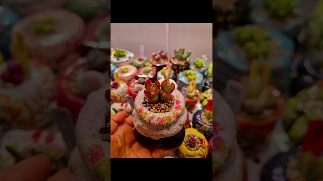 이향옥님.노을표식재끝.🙏🙏