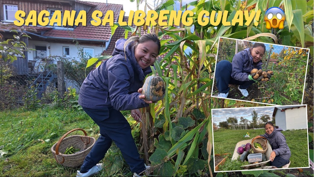 Life of a Filipina in a German Province! Autumn Harvesting Pinoy Gulay sa Probinsya.