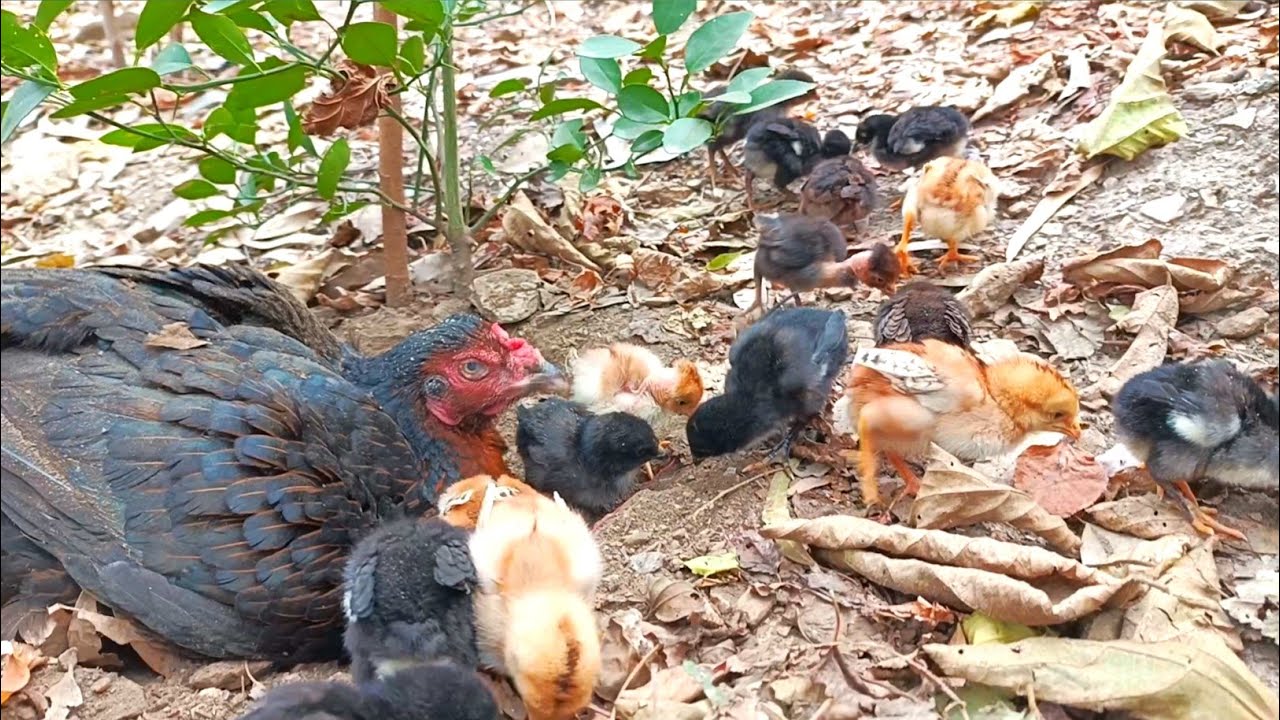 Mother Hen Teaching Her Baby Chicks How to Forage for Food | chicks training #hens #chicks