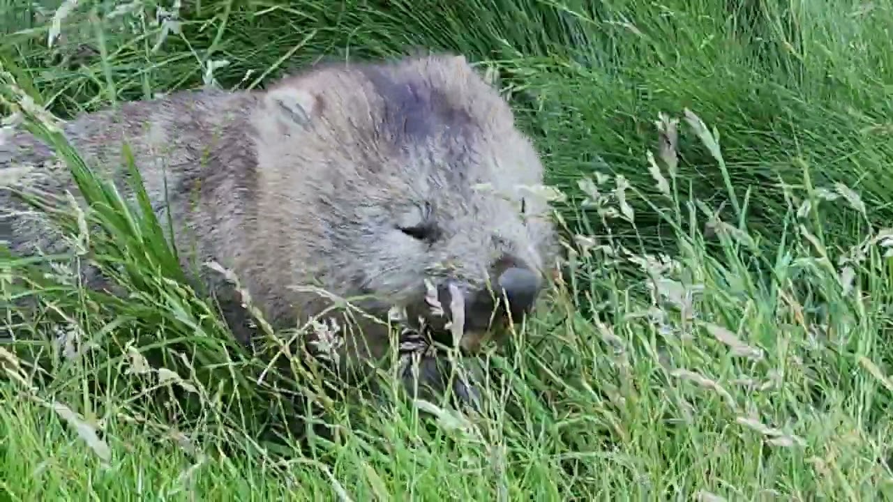 Wombat on Maria Island, 13 January 2023