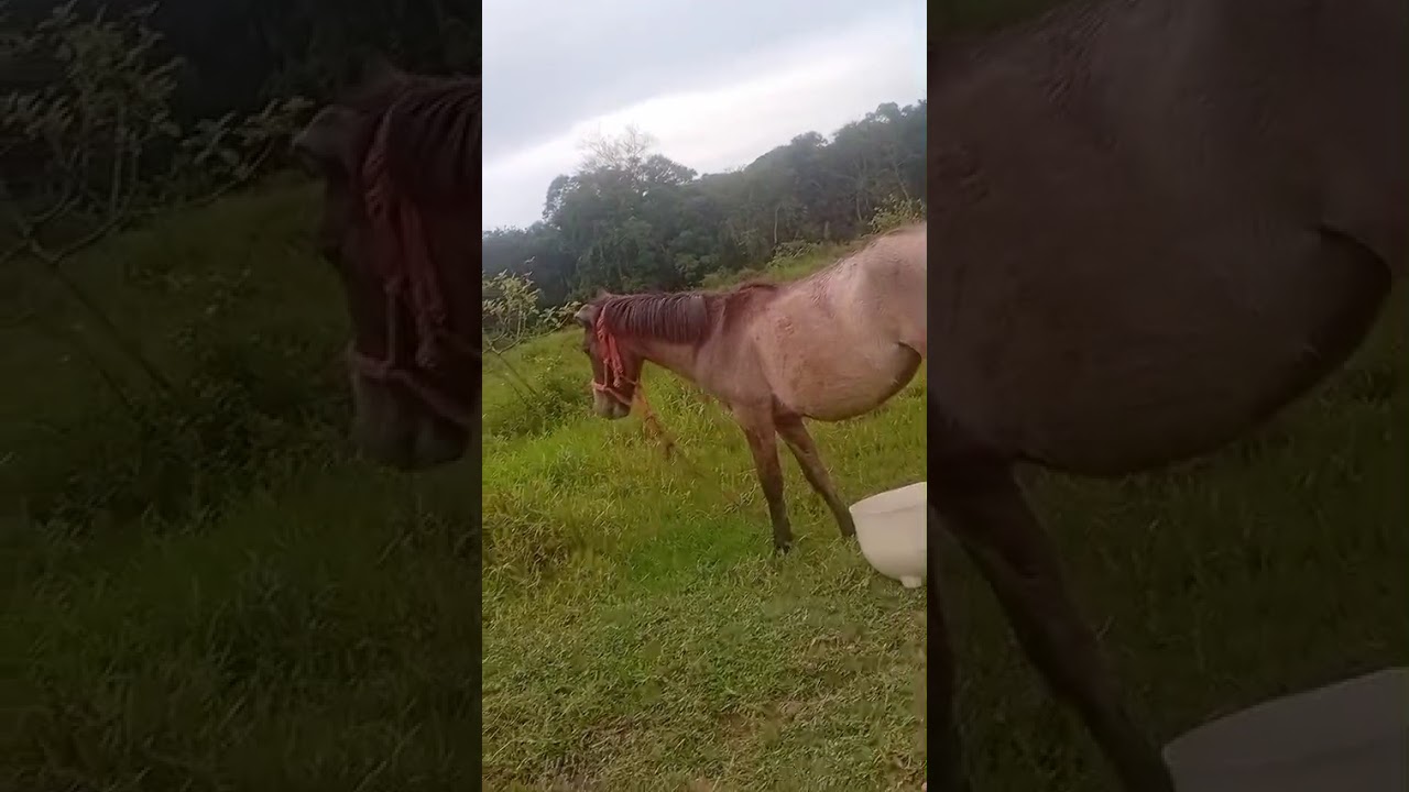 comprei uma égua