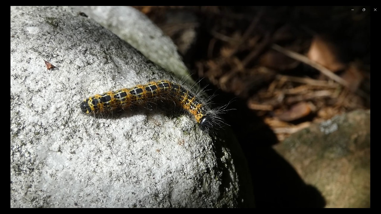 Gąsienica motyla wędruje i poznaje świat