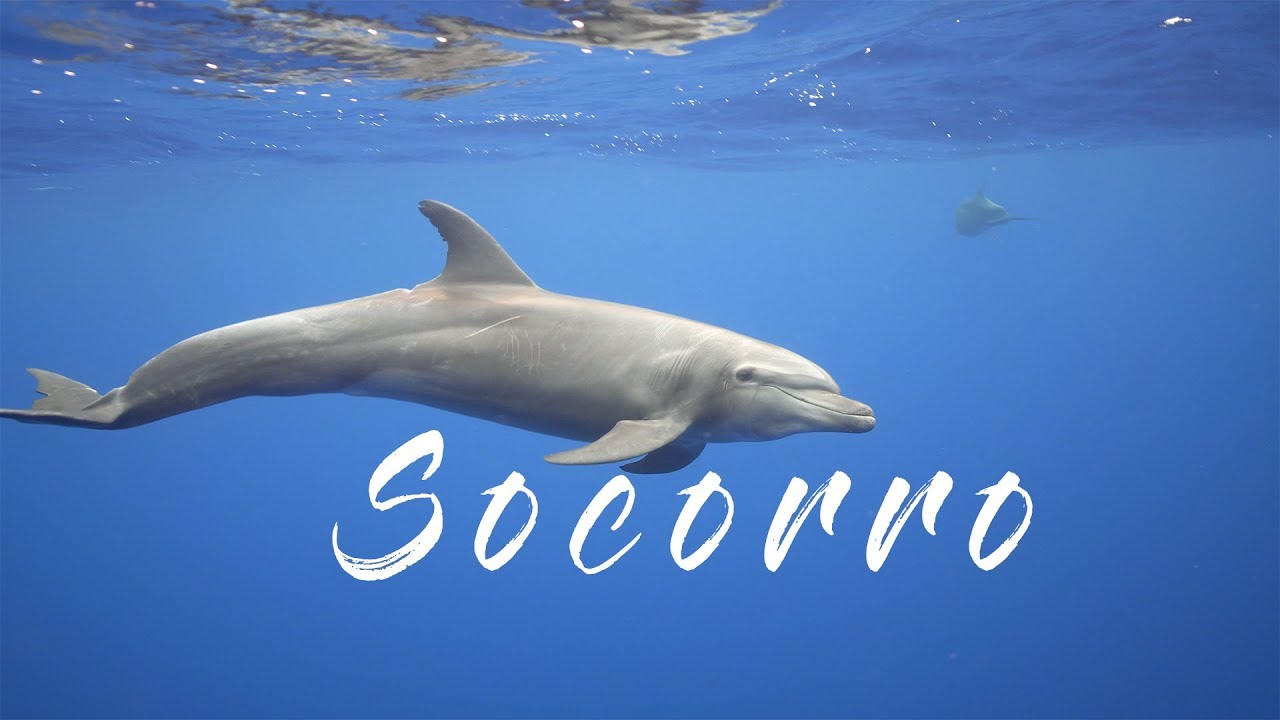 Socorro 2018 - Diving with Giant Manta Rays, Dolphins and Sharks 4K - Mexico