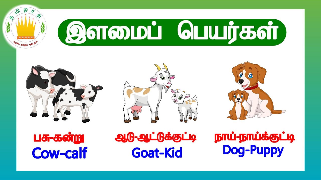 விலங்குகளின் இளமைப் பெயர்கள்|Learn Animals & their babies name for kids inTamil & English|Tamilarasi