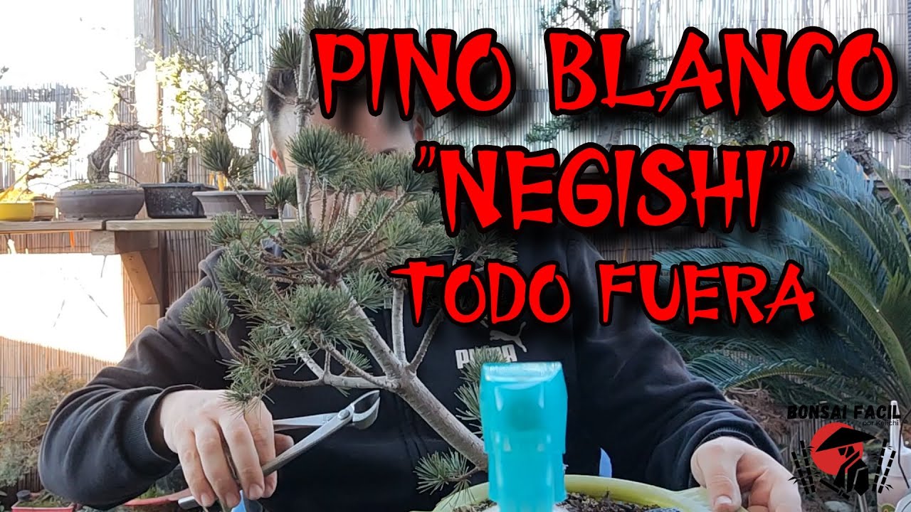 Pino Blanco Negishi fuera sacrificio! Bonsai Facil