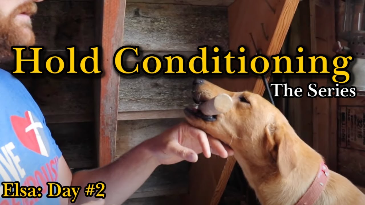 Hold Conditioning Elsa: Day #2