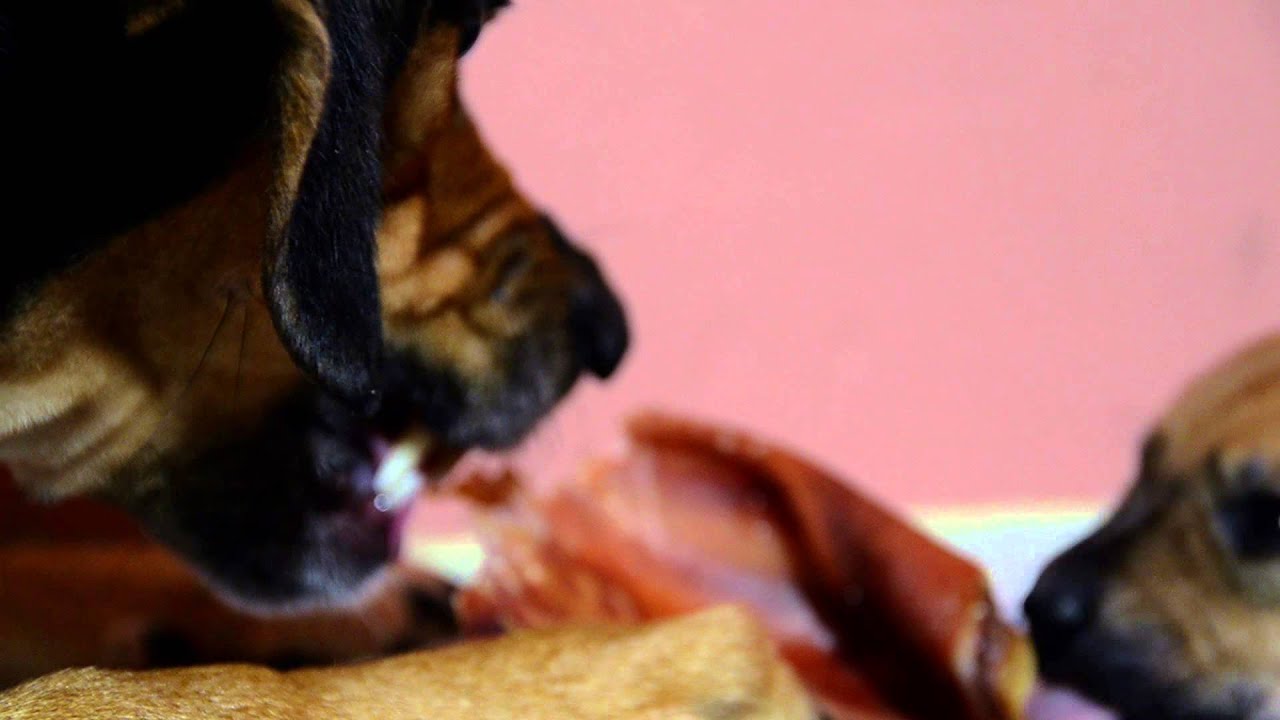 Mother teaching puppies boundaries. Wonderful mother