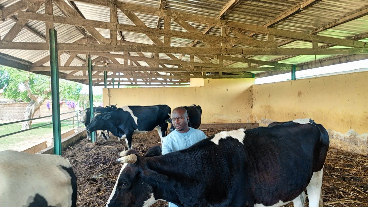 Quel modèle d'étable pour plus de confort des vaches ?