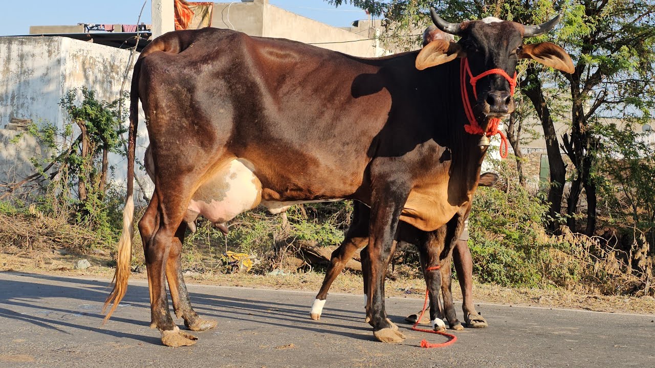 Gir Cross F1 Quality Cow | Female Calf Delivery 🐄 | High Milk Yield Dairy Cow