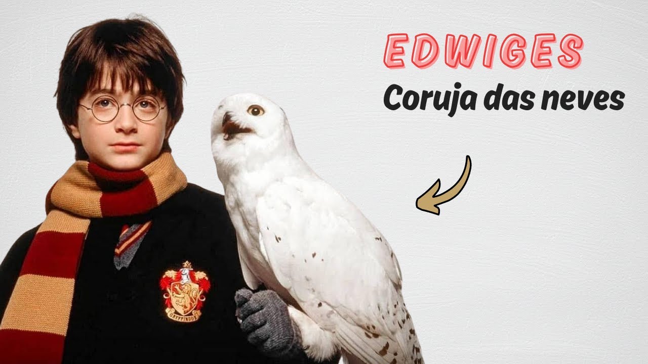 Edwiges, a coruja das neves de Harry Potter!