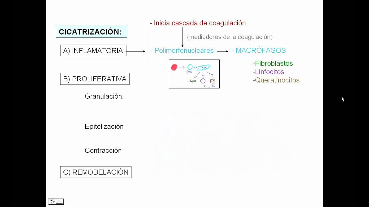 CICATRIZACIÓN.avi