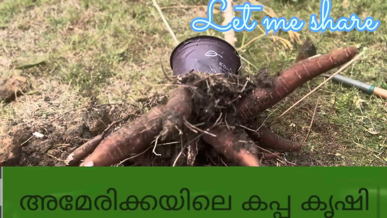 അമേരിക്കയിലെ കപ്പ കൃഷി😍#viral #viralvideo #trending 