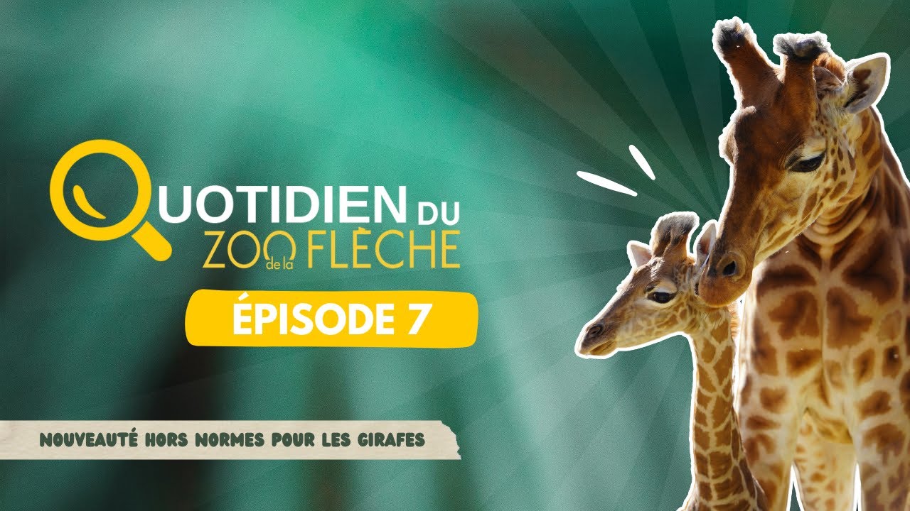 Nouveauté hors normes pour les girafes (Saison 1 - Episode 7)