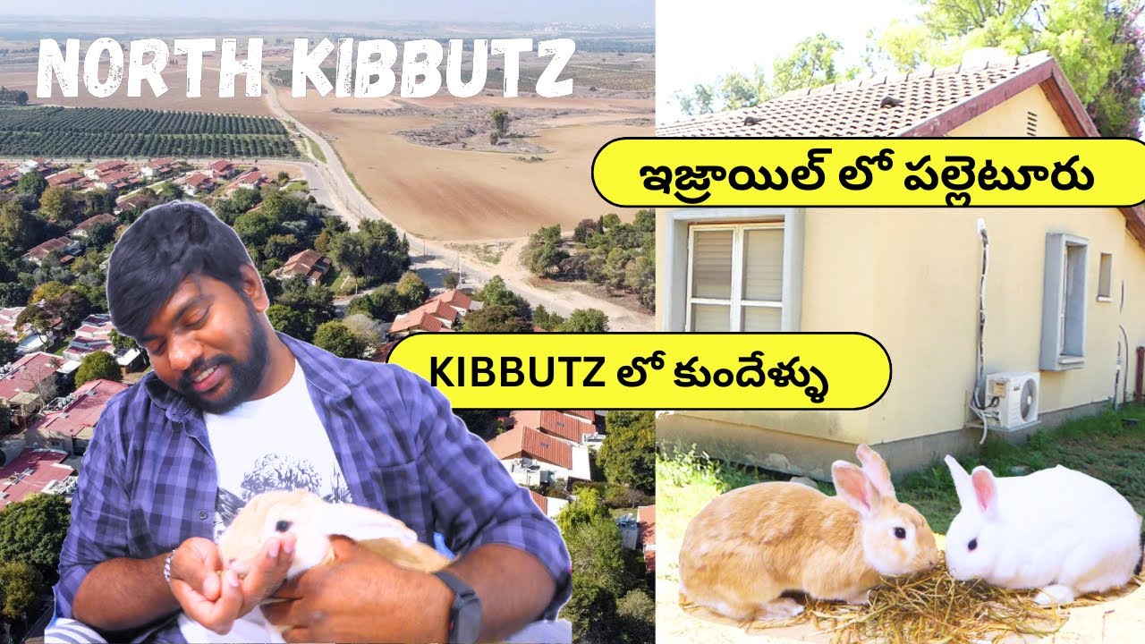 North Kibbutz israel|ఇజ్రాయిల్ లో పల్లెటూరు KIBBUTZ లో‌ కుందేళ్ళు