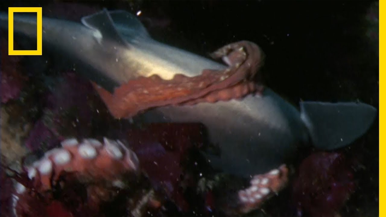 Une pieuvre géante du Pacifique attaque un requin