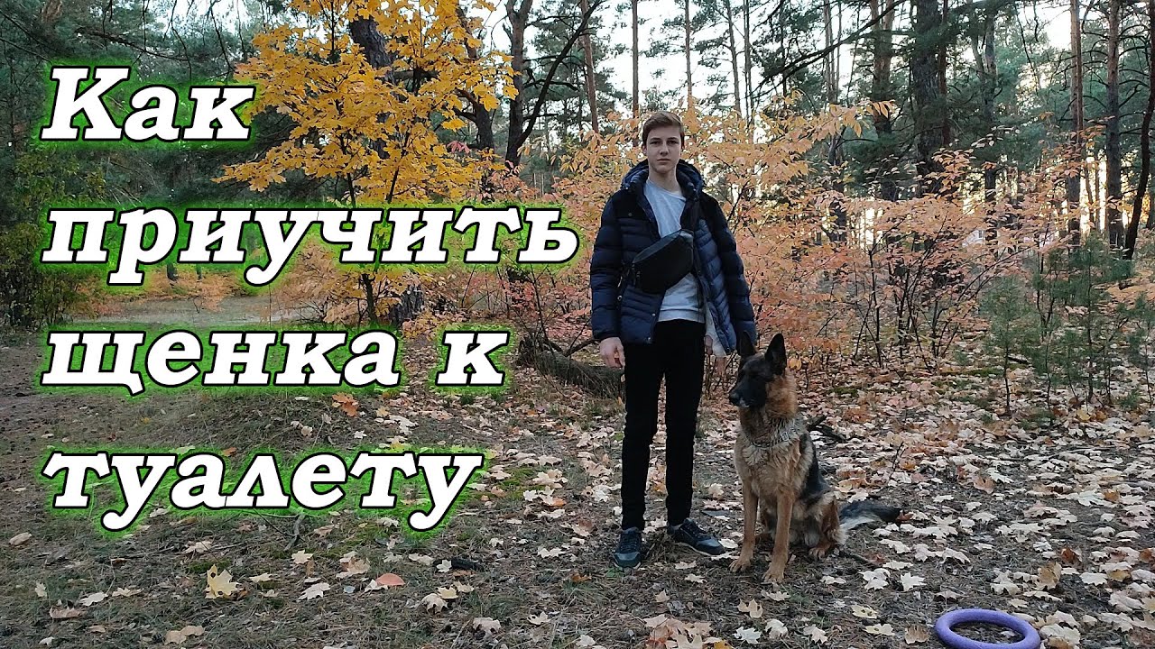 Как приучить собаку ходить в туалет на улице | Как приучить собаку к туалету в отдельном месте