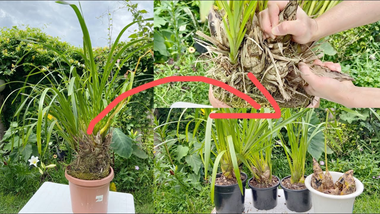 「22287」大花蕙兰越养越多，育苗/分株/换盆，使用到几种药品和肥料，一棵可能变12棵（静姐说花）