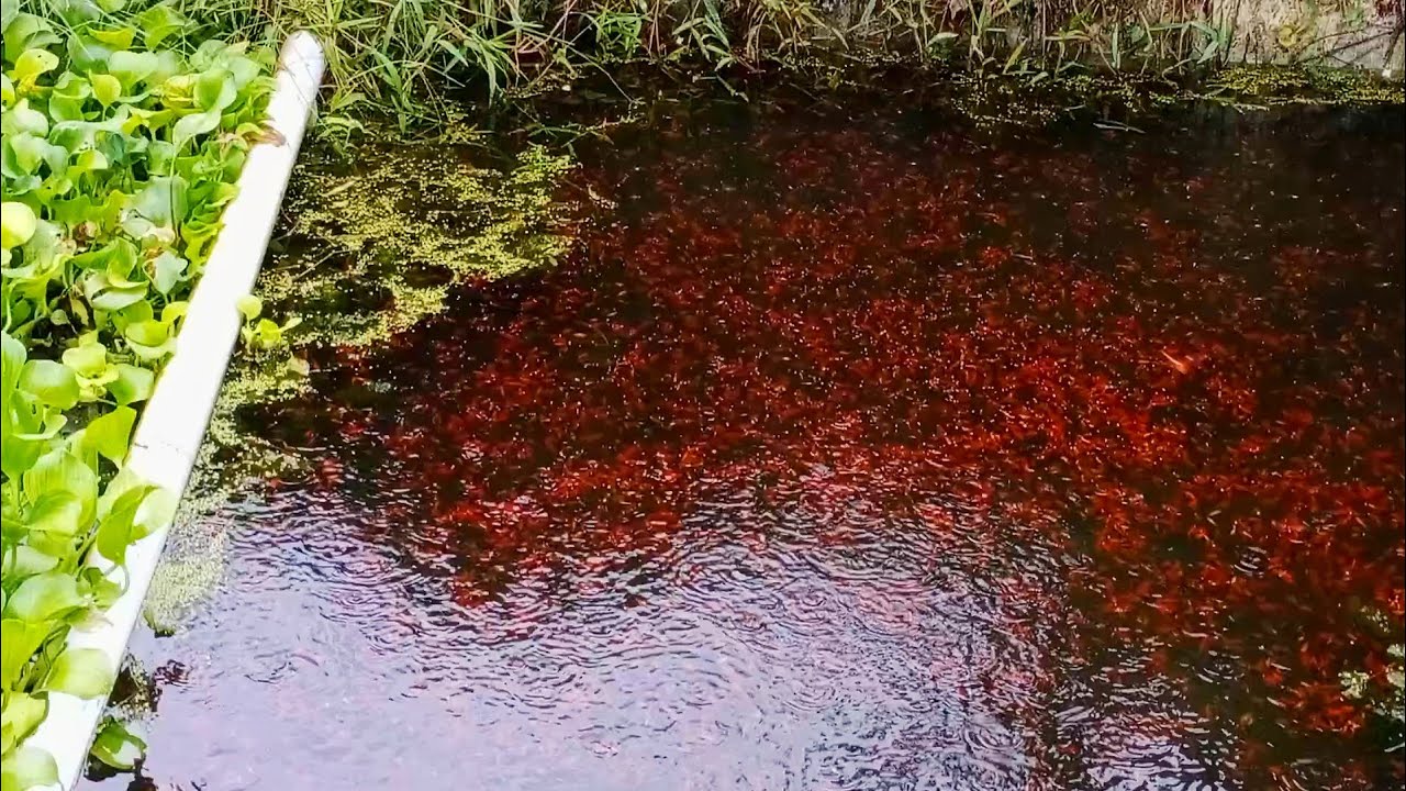 Cara Memberi Makan Ribuan Ikan Platy