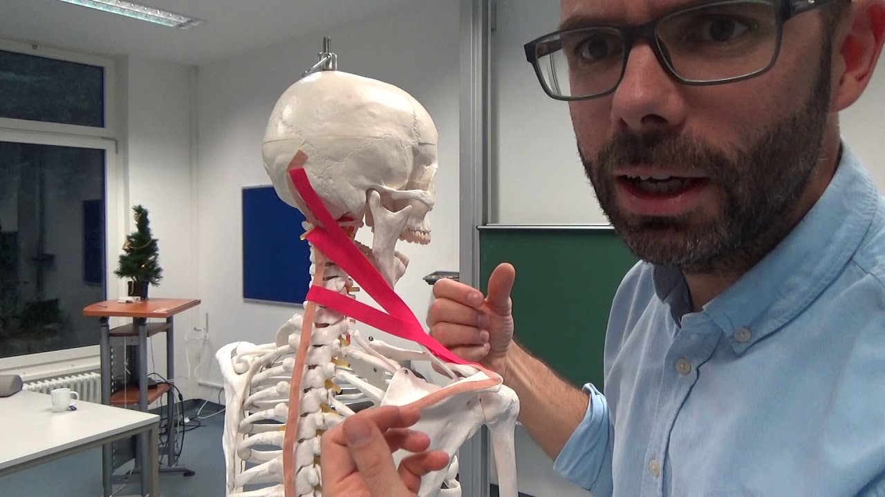 Schultergürtelmuskeln - m.trapezius
