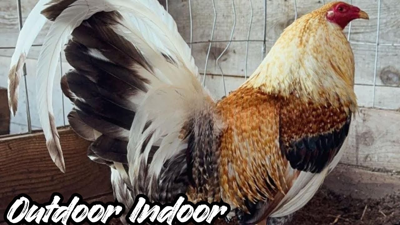 BIG FARM USA - Feeding Time Shape Outdoor Indoor Chicken Coop Hollister California 🇺🇸