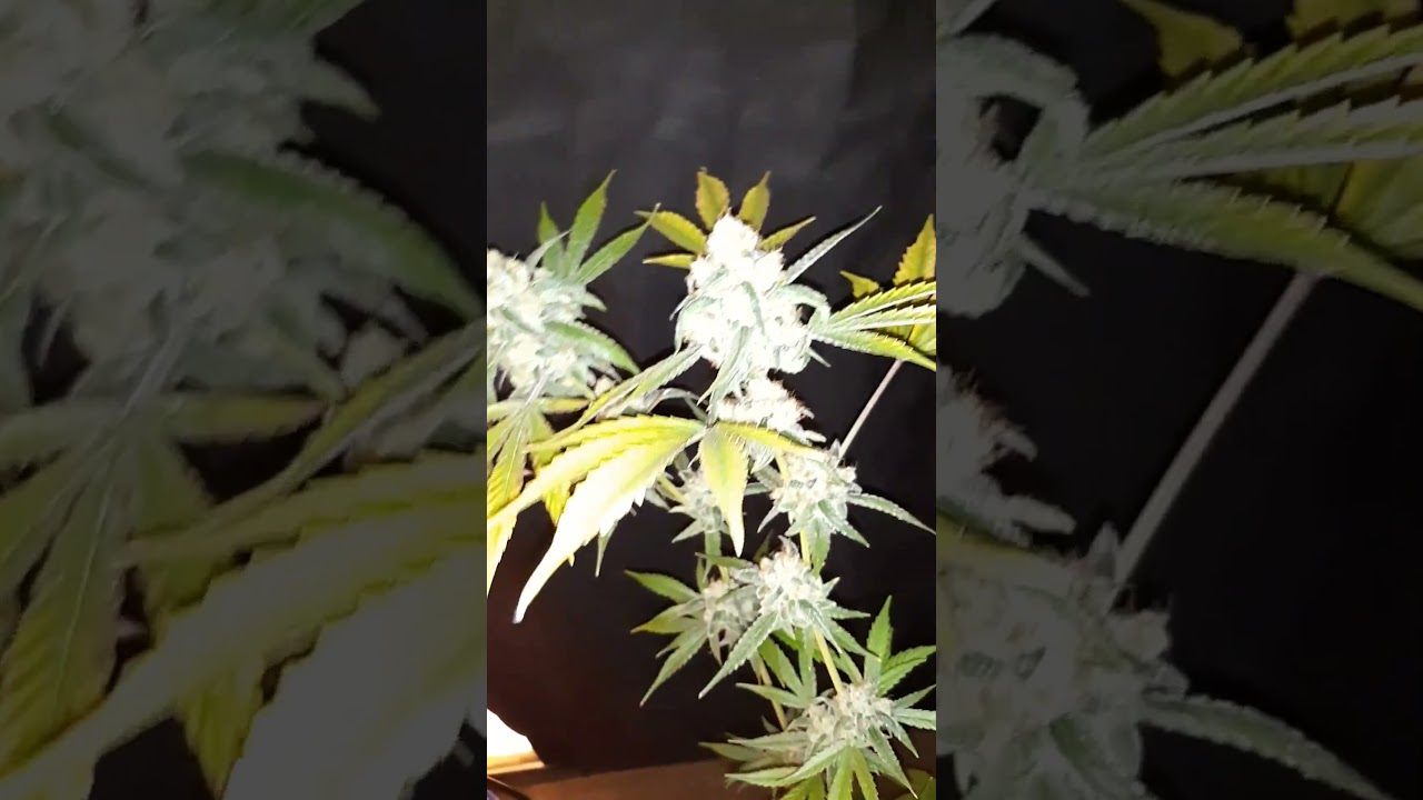 Sage N Sour (Thcseeds) #love