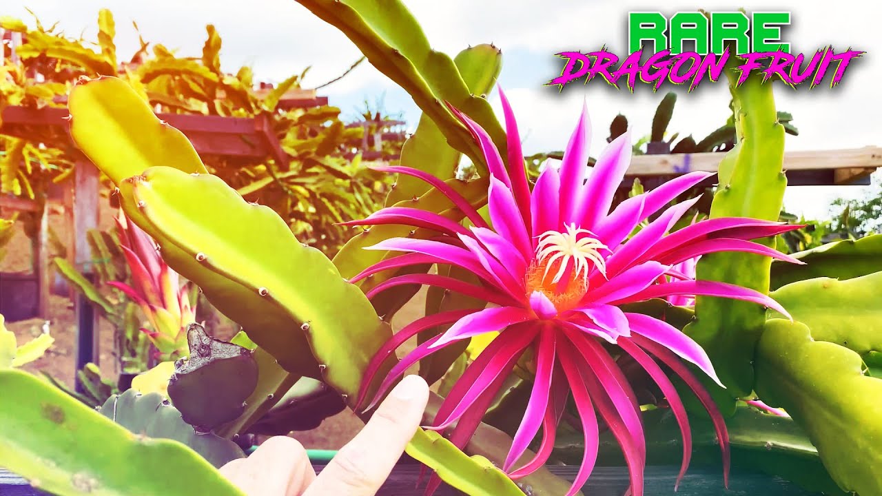 BIG 'BRUNI' DRAGON FRUIT FLOWERS with the Owner of Oceanside Dragon Fruit Leonardo Aguila