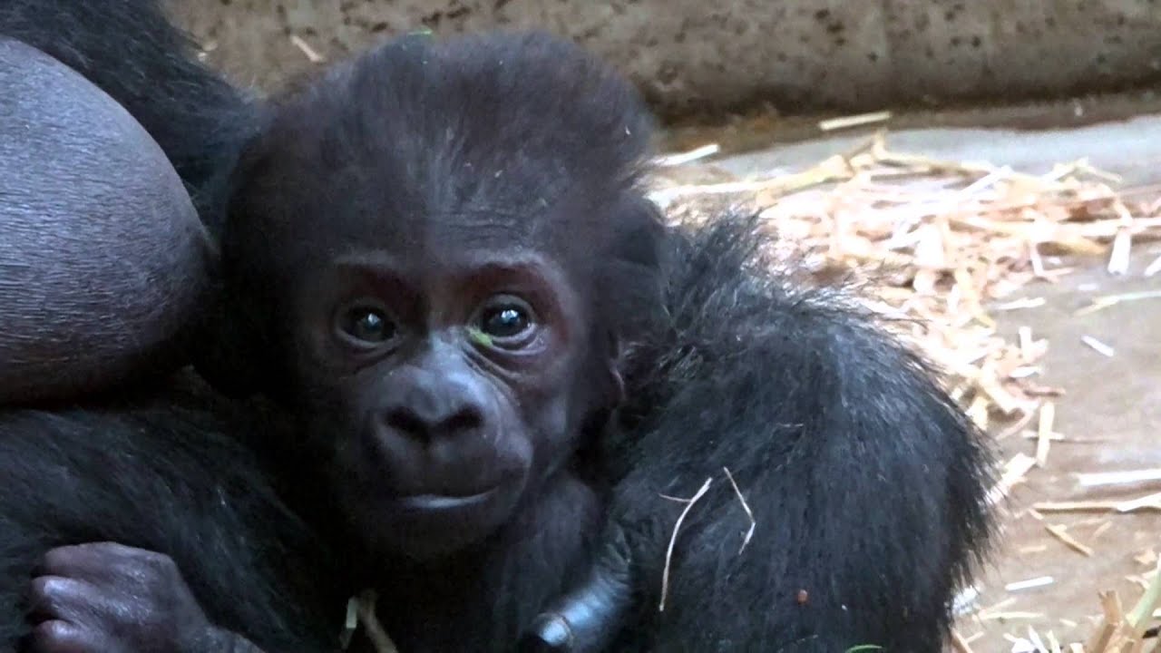 Shindy and here baby gorilla, Artis