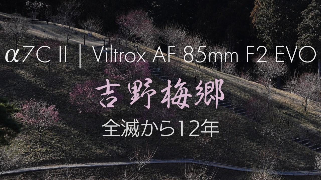 [SONY a7CII | Viltrox AF 85mm F2 EVO] 吉野梅郷 全滅から12年 | Yoshino Plum Village, Tokyo α7CII