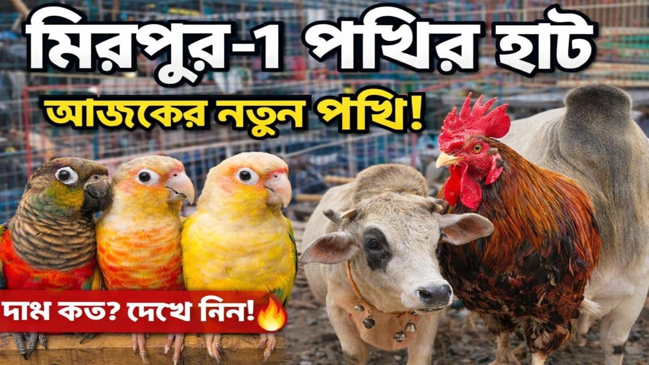 2026 Mirpur bird Market.All kind of birds price. @Hossain_Mamun_Vlog