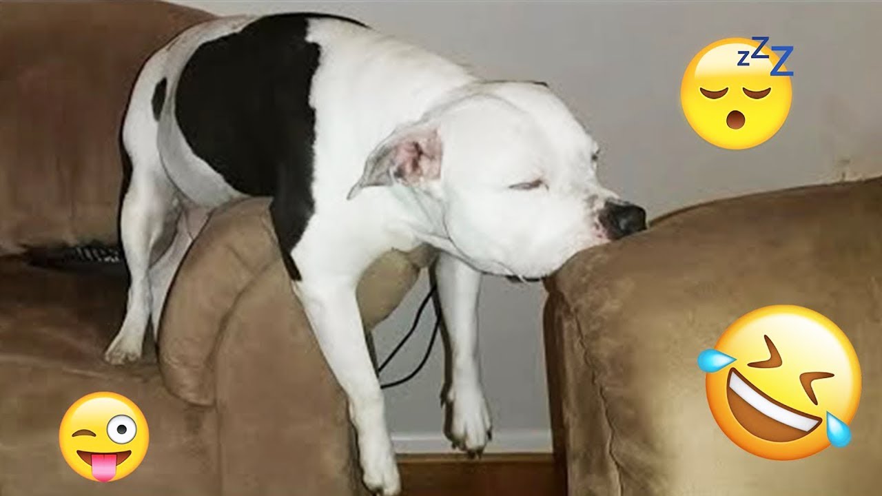 New FUNNY DOGS That Will Make You Die Laughing 🤣 Funny Animals Video 2026 #5