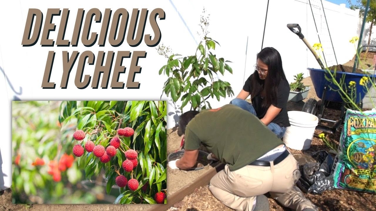Planting a Lychee Tree - Building a Suburban Homestead Ep 11 #springoutdoorprojects2021