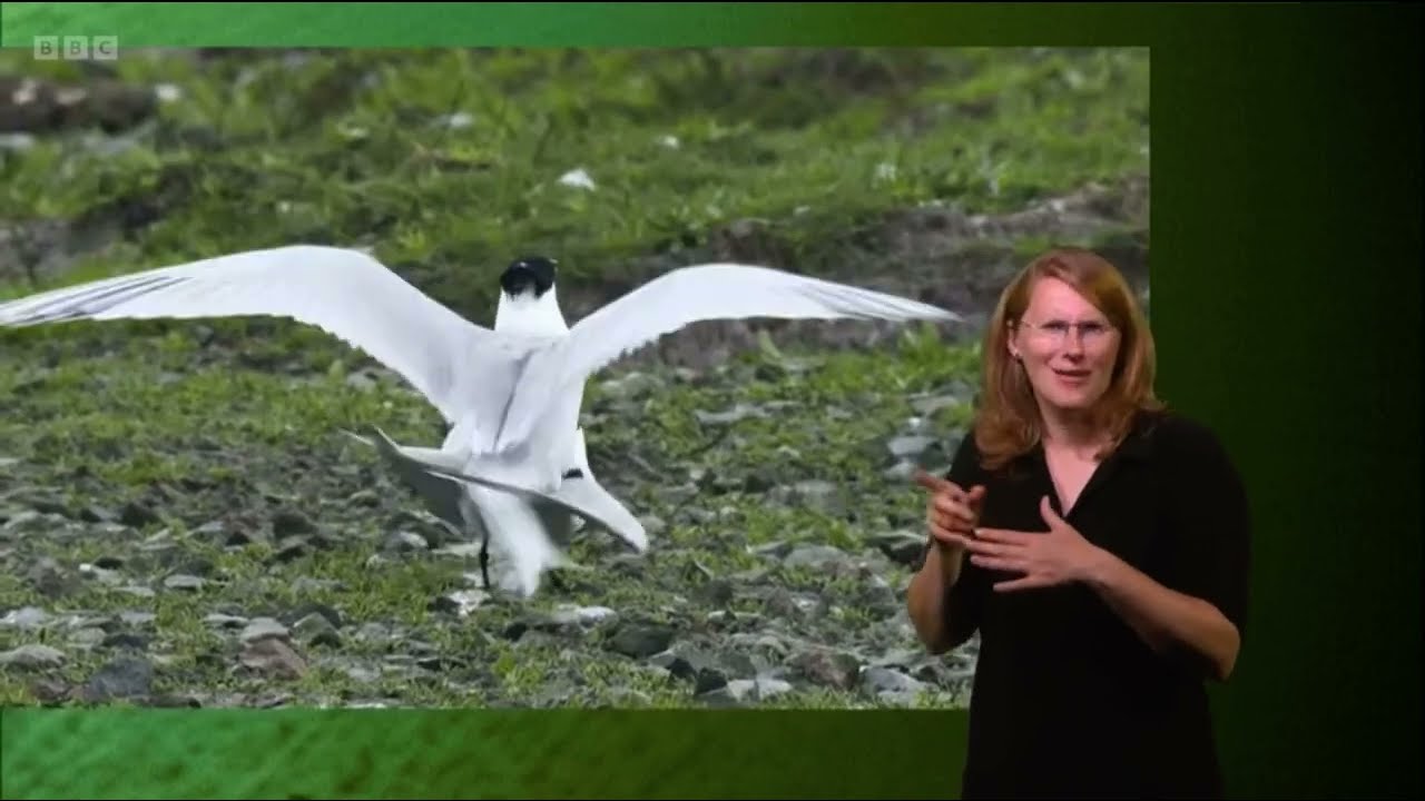 Gillian at Cemlyn Bay&rsquo;s Sandwich Terns colony, Anglesey | Springwatch 2023 (signed)