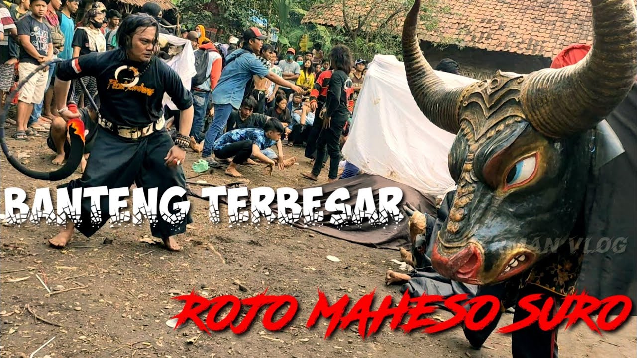 BANTENG TERBESAR SEJOMBANG || ROJO MAHESO SURO || ACARA PASTRA Live Mojokembang MOJOWARNO