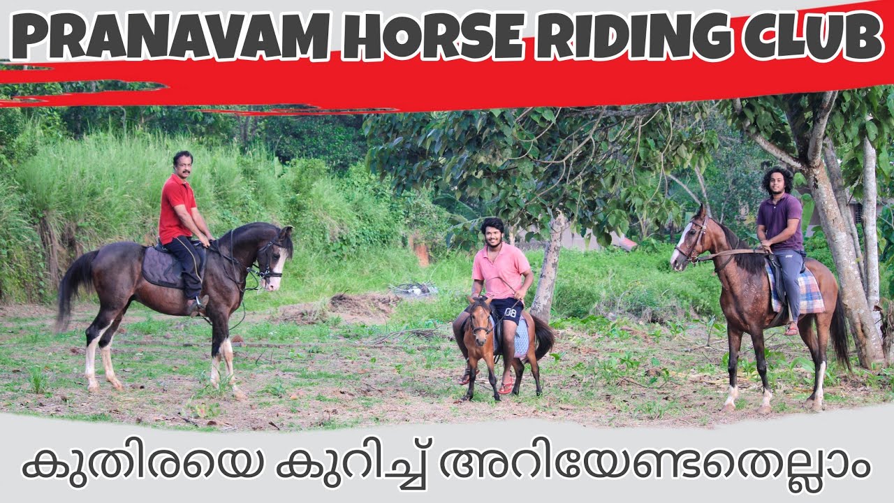 HORSE RIDING CLUB IN KOTTAYAM | കുതിരയെ പരിപാലിക്കുന്ന രീതി | റൈഡിങ്ങ്  പഠനവും