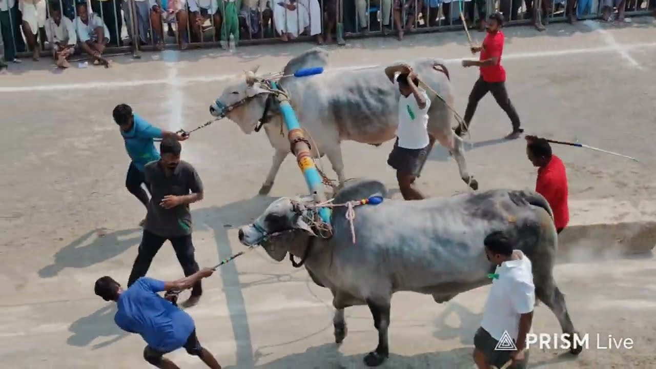 కొండయ్య స్వామి సీనియర్స్ విభాగం 4వ జత MCOR BULLS కారంజయ & అహోబిల గారు 💥💥