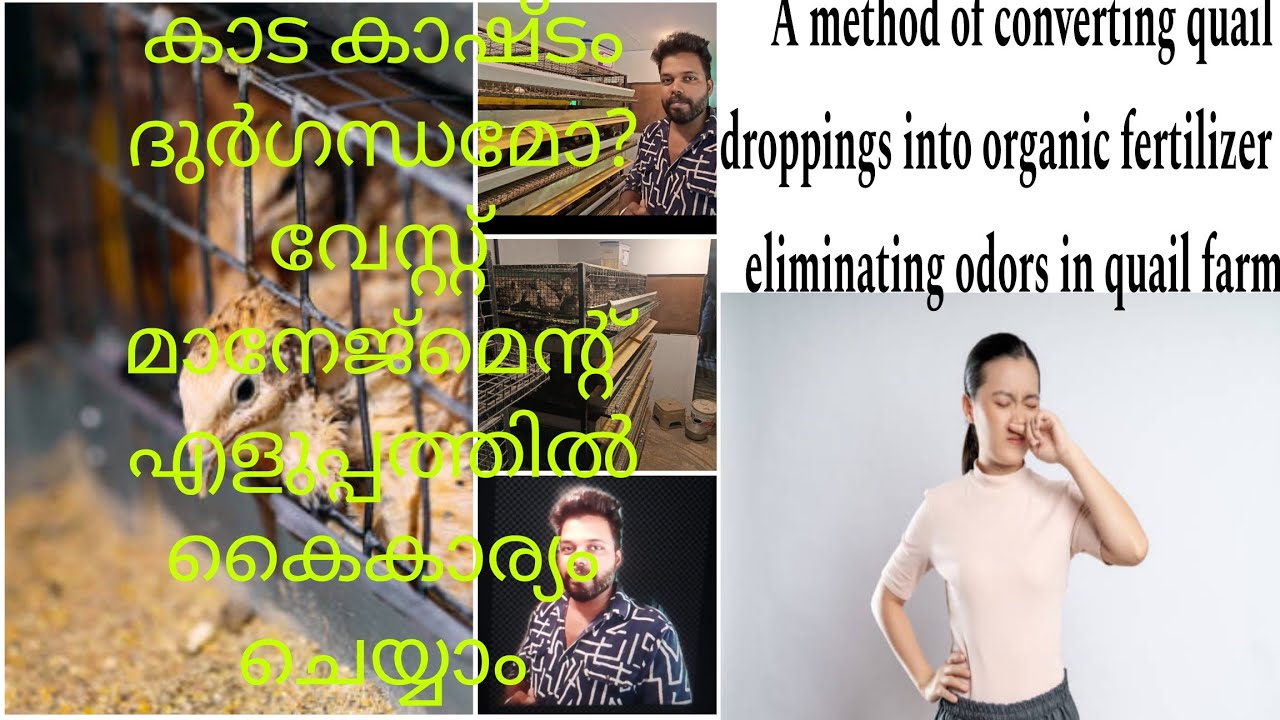കാട ഫാമിലെ ദുർഗന്ധം ഒഴിവാക്കി കാട കാഷ്ടം ജൈവ വളം ആക്കുന്ന രീതി/waste management in quail farm