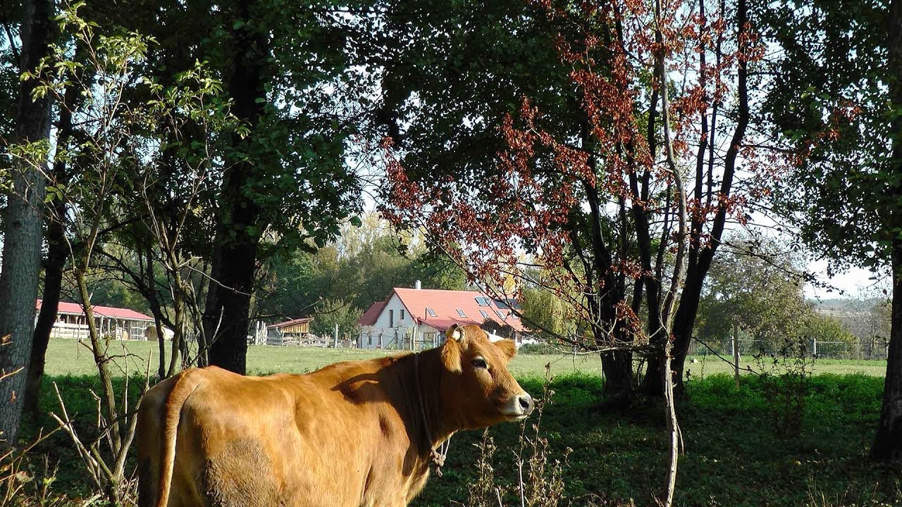 Patakparton, öntözhető tanya-farm-ranch-hacienda-termőföld-a-Bakonyban-eladó